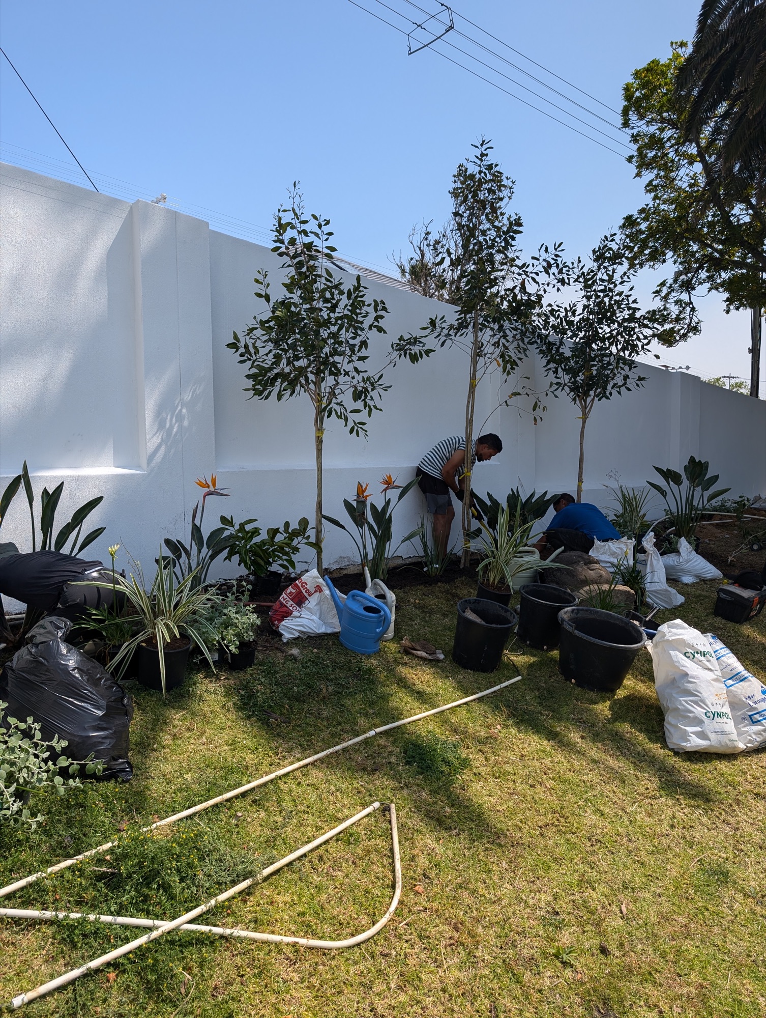 Planting tropical trees along the garden wall